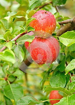 Apples with Raindrops