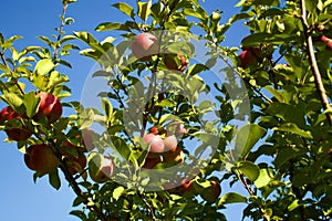 Apples Ready For Picking at an Orchard