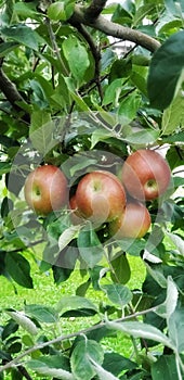 Red apple tree in Ohio