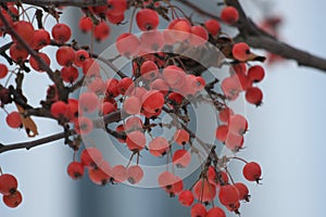 Apples rennets on apple in winter