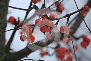 Apples rennets on apple in winter