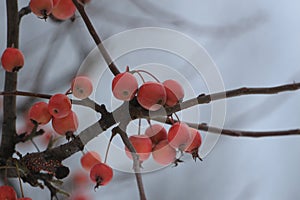 Apples rennets on apple in winter