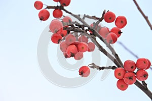 Apples rennets on apple in winter