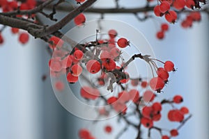 Apples rennets on apple in winter