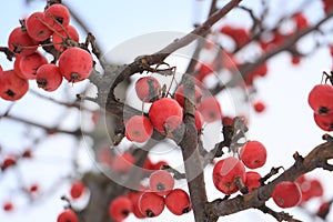 Apples rennets on apple in winter