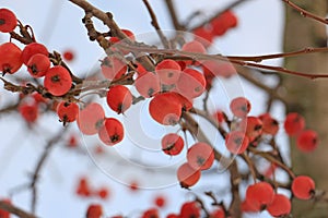 Apples rennets on apple in winter
