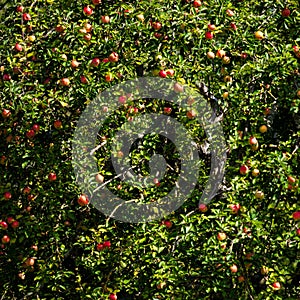 The apples are ripe. Apple picking season. Black Forest. Germany