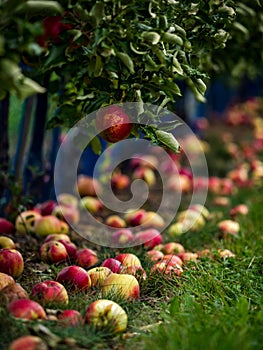 The apples are ripe. Apple picking season. Black Forest. Germany