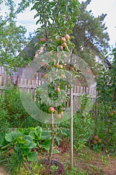 Apples ripen on a columnar apple tree, many apples turn red on the branches of the tree