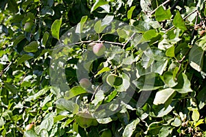 Apples ripen on the tree.