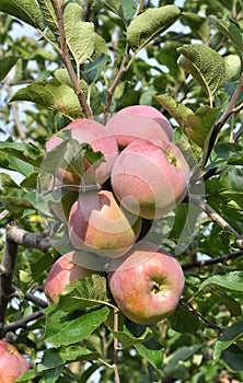 Apples ripen on the tree branch