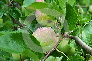 Apples ripen on the tree branch