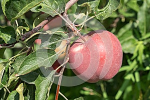 Apples ripen on tree branches in the garden.