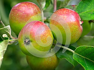 Apples ripening photo