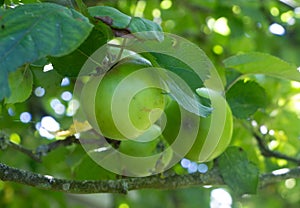 Apples ripening on an apple tree