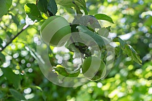 Apples ripening on an apple tree