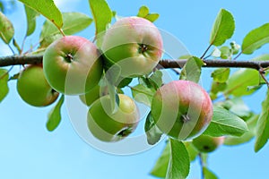 Apples ripening branch