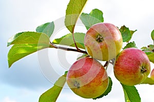 Apples ripening branch