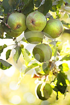 Apples riping on appletree in summer