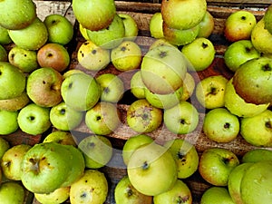 Apples in Ruteng, Flores Island, East Nusa Tenggara, Indonesia photo