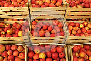 Apples in selling crates on market