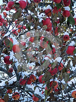 Apples in the snow.