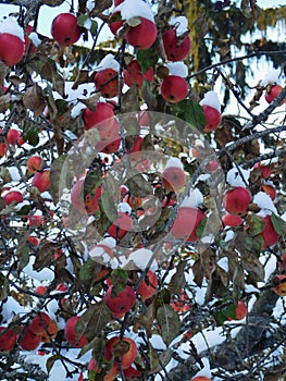 Apples in the snow.