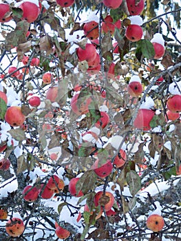 Apples in the snow.