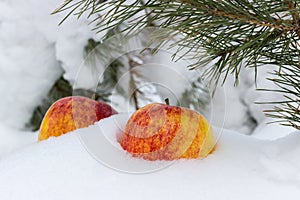 Apples in the snow
