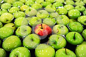 Apples sorting and packing