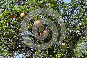 Apples with spots due apple scab infestation, hanging on tree