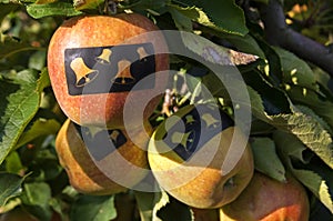 Apples with stickers with Christmas bells in tree