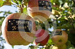 Apples with stickers with text Merry X-mass in tree