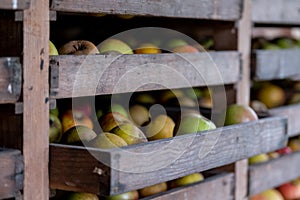 Apples stored in wooden drawers in rural Somerset, near Bradford on Avon. The apples are used to make cider. Photographed in autum