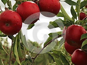 Apples To Be Picked 2