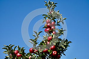 Apples on top of a Tree with Sky Behind