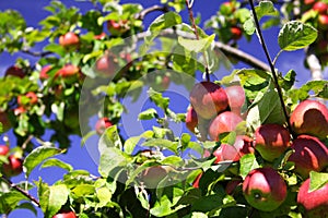 Apples on tree