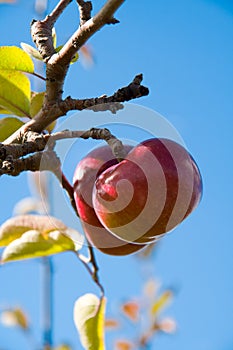 Apples on the Tree 2