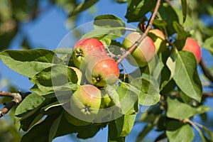 Apples on tree