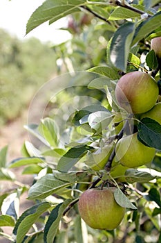 Apples on a tree
