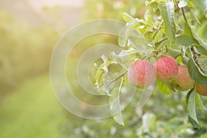 Apples On Tree In Apple Orchard