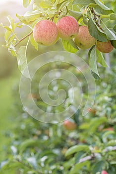 Apples On Tree In Apple Orchard