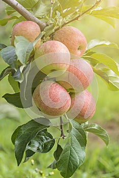 Apples On Tree In Apple Orchard