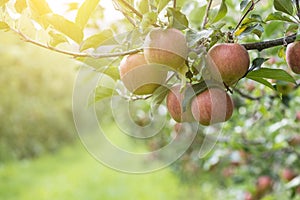 Apples On Tree In Apple Orchard photo