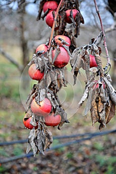 apples on a  tree branch in winter forgotten in a havest