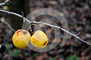apples on  a tree branch in winter forgotten in a havest