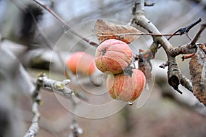 apples on a tree  branch in winter forgotten in a havest