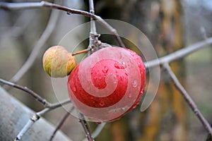 apples on a tree  branch in winter forgotten in a havest