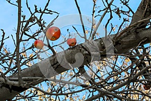 Apples on a tree branches in a bright February day