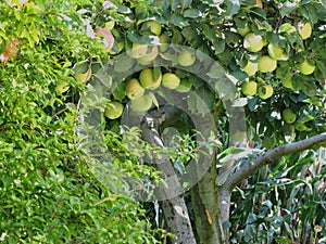 Apples on tree branches and pomegranate tree